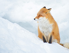 雪坡上的一只红狐狸
