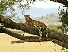 一只花豹正在树枝上休息