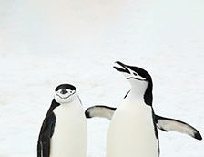 南桑威奇群岛上的企鹅